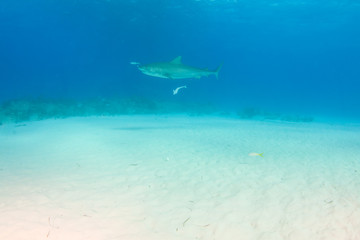 Obraz premium Tiger shark at Tigerbeach, Bahamas
