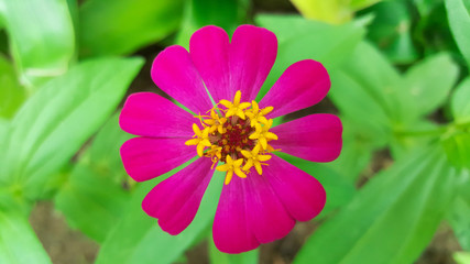 Fototapeta premium close-up zinnia violacea flower in garden