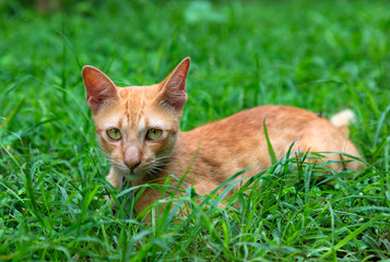 Naklejka na ściany i meble funny yellow cat on the lawn
