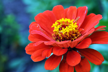 Zinnia red flower blooming, green soft background bokeh