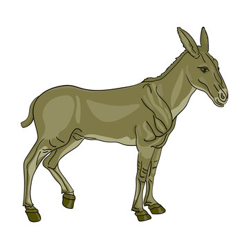 Сalm mule cartoon. Vector illustration of a mule - a hybrid of a donkey and a horse.
