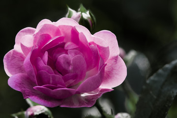 Pink Rose