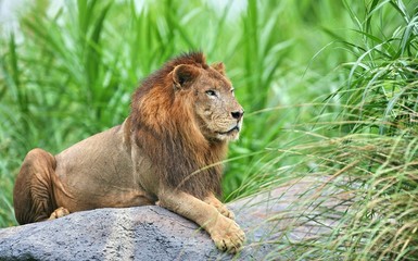 Lion on rock stone