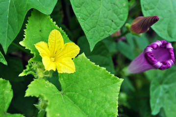 Cucumber plant growing, leaves and flower on stem with petunia flower purple buds near it, close up detail top view, soft blurry background