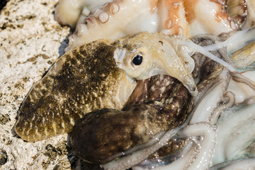 Just fished Octupus and cuttlefish.