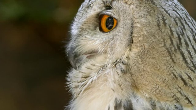 Eastern Siberian eagle owl (Bubo bubo sibiricus) portrait