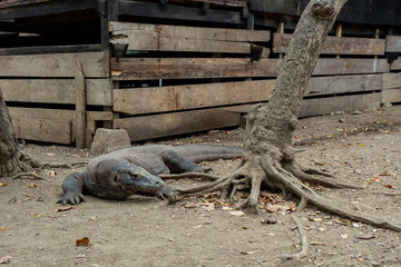 The Komodo dragon is the biggest living lizard in the world. Island Rinca. Indonesia.