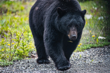 Up close with Black Bear in Jasper National Park