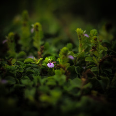 plant, green, nature, leaf, flower, leaves, spring, garden, clover, natural, fresh, closeup, grass, tree, field, growth, flora, summer, herb, macro, grow, blossom, forest, plants, white