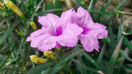 close-up cistus albidus flower in garden