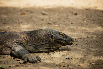 The Komodo dragon is the biggest living lizard in the world. Island Rinca. Indonesia.