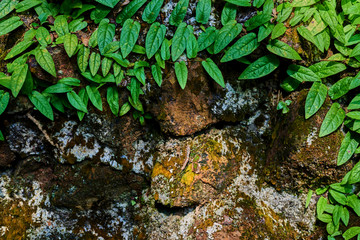 Natural background with copy space. Bright green leaves of a tropical plant against a background of a  brown stones. Landscape nature.  Green ivy leaves.