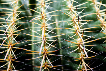 close up cactus for wall paper or background.