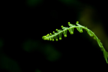 Fototapeta premium Fern and flower on black background.Fresh green nature wall paper background.