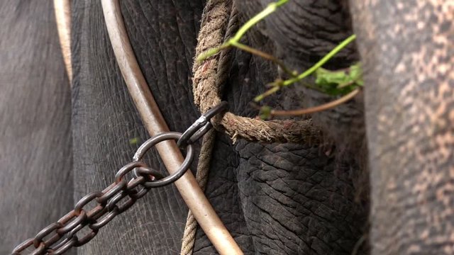 Chained Elephant (Elephas maximus) Eating Grass. Close Up View of Mouth and Tongue. Animal Violence