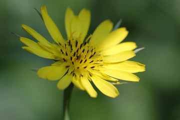 Wiesen-Bocksbart - Tragopogon pratensis in einer Makroaufnahme