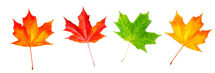 Autumn leaf. Red Autumn maple leaf isolated on a white background, close up. .