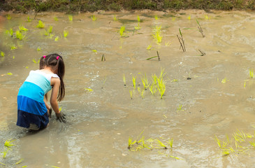 The girls are learning to grow rice in the rice field , Converter practice