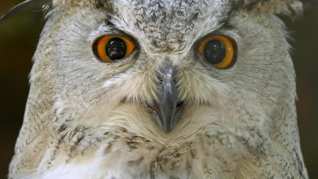 Eastern Siberian eagle owl (Bubo bubo sibiricus) portrait