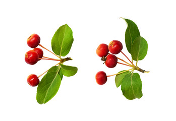 Set of red wild apple berries with leaves