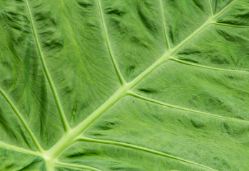 taro leaves