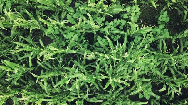 Drone footage of weeds growing in cultivated cornfield and impacting harvest yield, top view