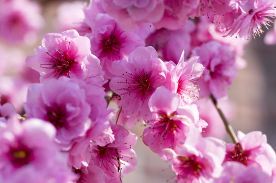Prunus triloba ornamental pink flowering springtime tree, amazing beautiful branches with full double pink flowers