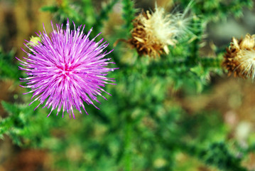 Branch of black dry rotten last year`s wild rose berries on the background of green leaves