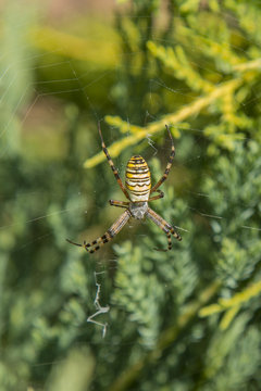 A large spider with yellow stripes on a cobweb in the garden. Spider garden-spider lat. vertical photo