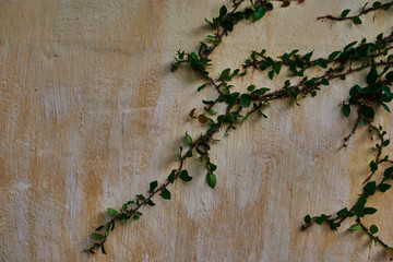 Old and weathered grunge wall painted in yellow with clinging evergreen plant growing and climbing the wall as texture background. Detail of a plant with branches and green leaves growing in tropics.