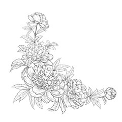 Peonies ink background. Vector illustration.