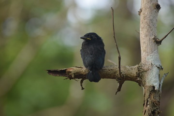 Young bird sitting on a branch 