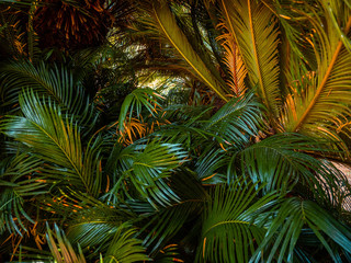 Beautiful green palm tree leaves. Texture background