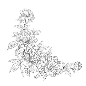 Peonies ink background. Vector illustration.