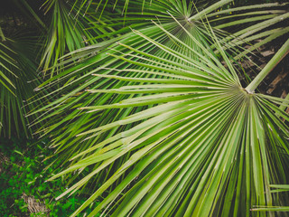 Sunny day in the warm South. The sun's rays make their way through the leaves of the palm tree. Palm leaves close-up. Tropical abstract background.