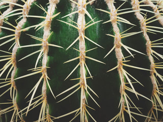 Prickly cactus succulents in a botanical garden or desert. Macro view,