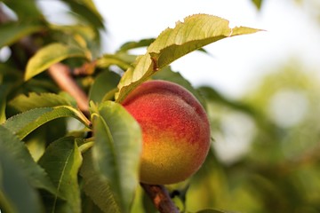 peach on the tree