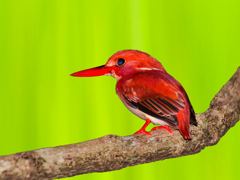 Red pygmy kingfisher in Madagascar