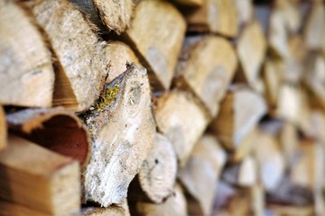 Ich und mein Holz