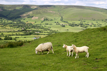 Fototapeta premium Sheep in Edale Valley, Derbyshire, England