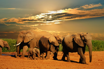 African elephant herd, Loxodonta africana, of different ages walking away from water hole, Addo...