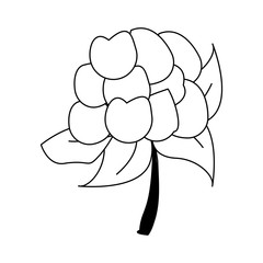 cauliflower fresh and natural vegetable vector illustration graphic design