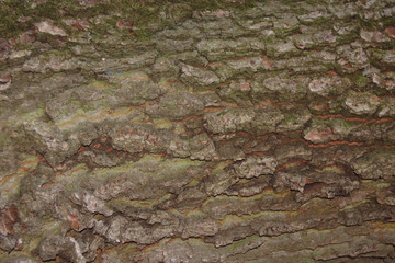 horizontal texture of oak bark with moss