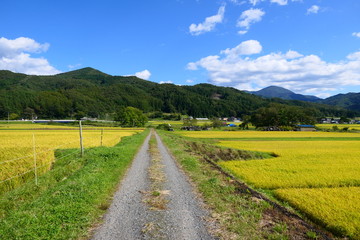 収穫を待つ水田。黄金色のあぜ道を歩く。遠野　岩手　日本。９月下旬。