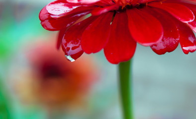 red flower, a drop of dew or rain on the petal of a red flower