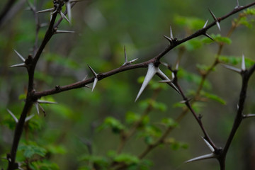 Babul Acacia white sharp thorn in tropical forest, Maharashtra, India 