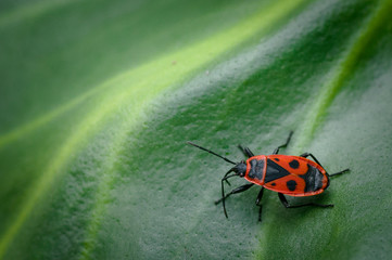 Vivid color contrast, fire bug, Pyrrhocoris apterus, walking on green leaf