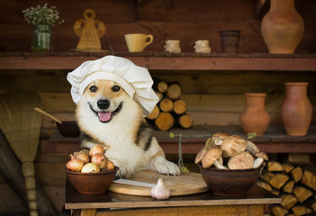 Dog Welsh Corgi prepares mushrooms for dinner with onion and garlic.