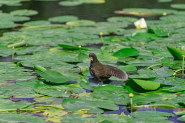 Gallinula Chloropus, Common moorhen cleans its own feathers on the leaves of water lily