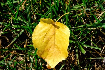 Solitary yellow leaf on green grass